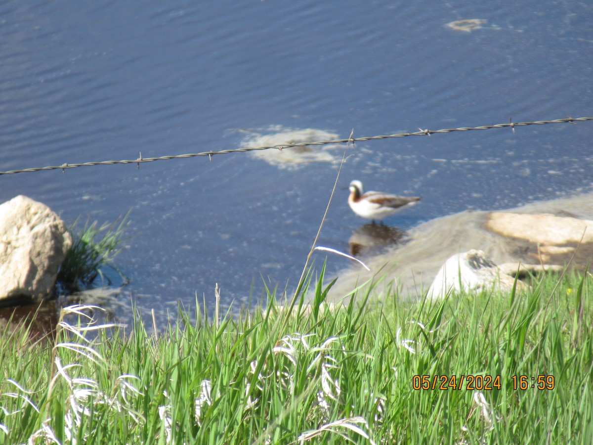 hvithalesvømmesnipe - ML620625558