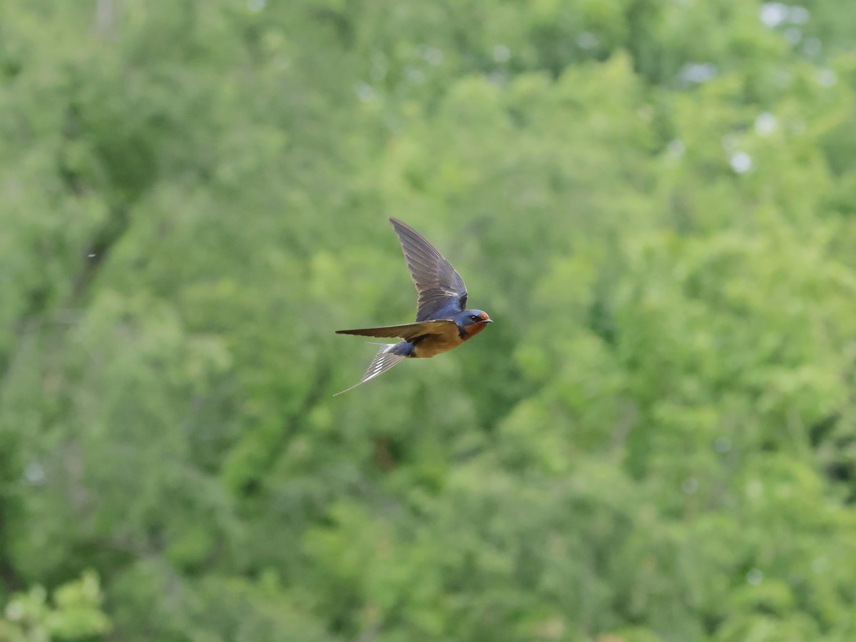 Barn Swallow - ML620625559