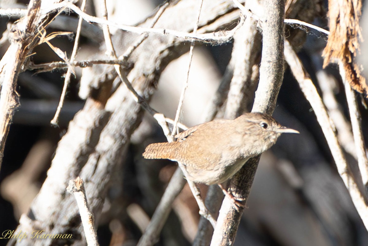 House Wren - ML620625560