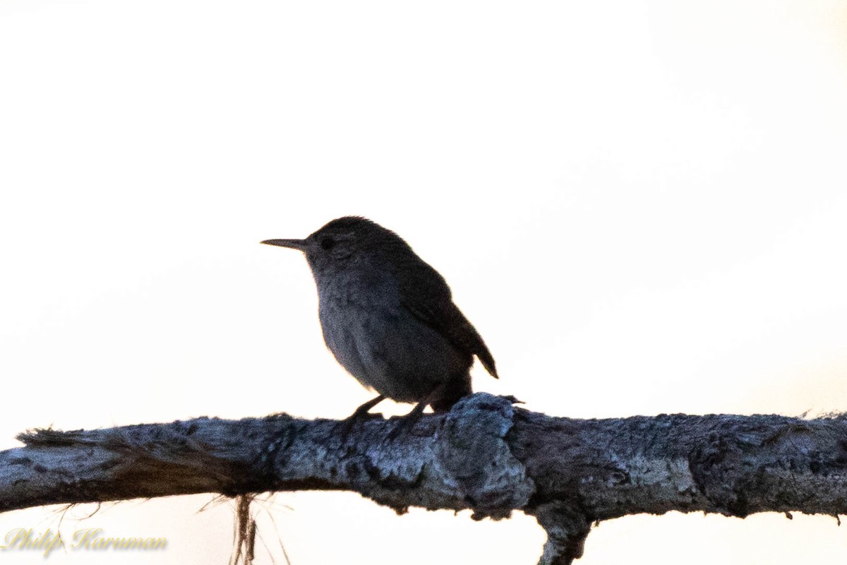 House Wren - ML620625562