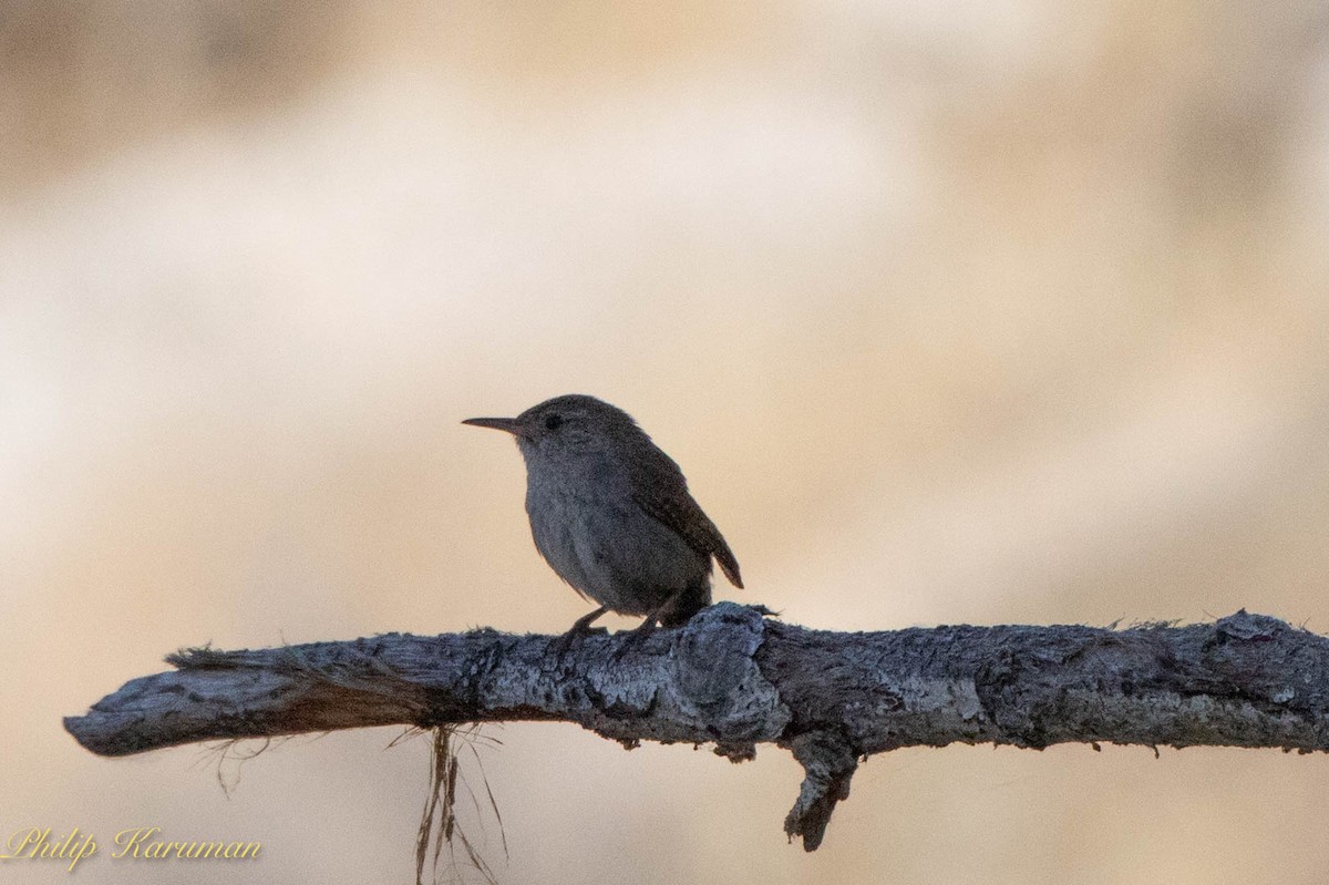 House Wren - Pooi Seong Koong