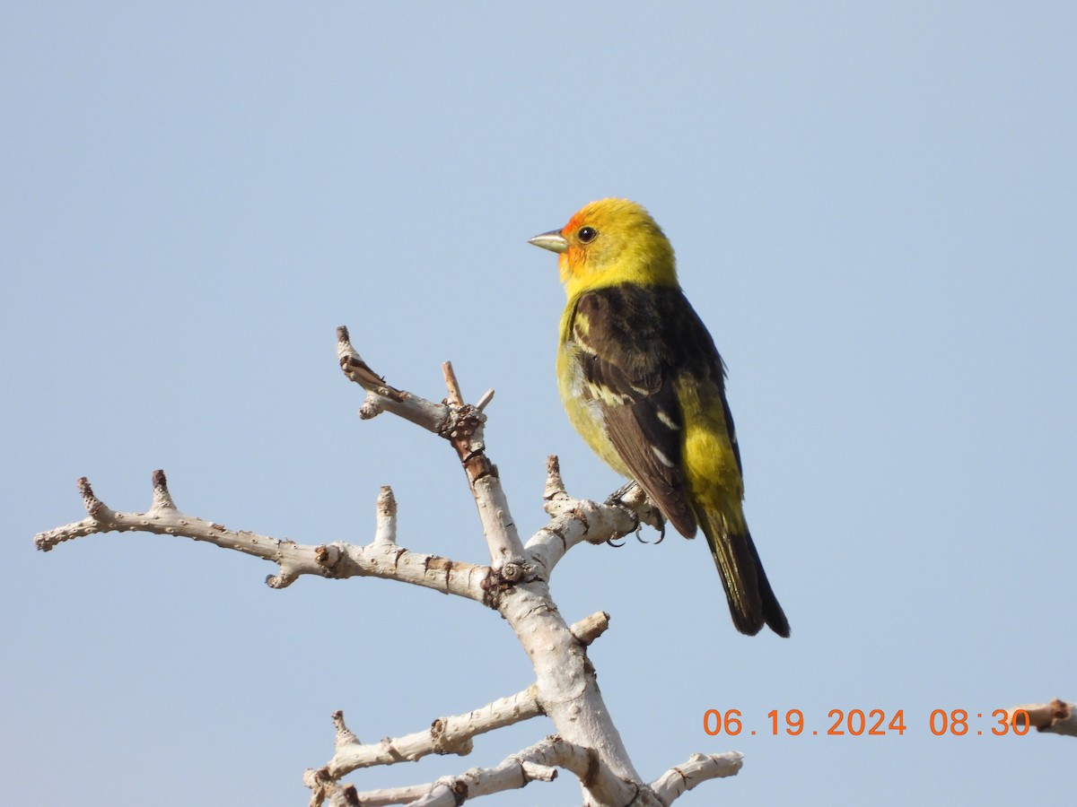 Western Tanager - ML620625564