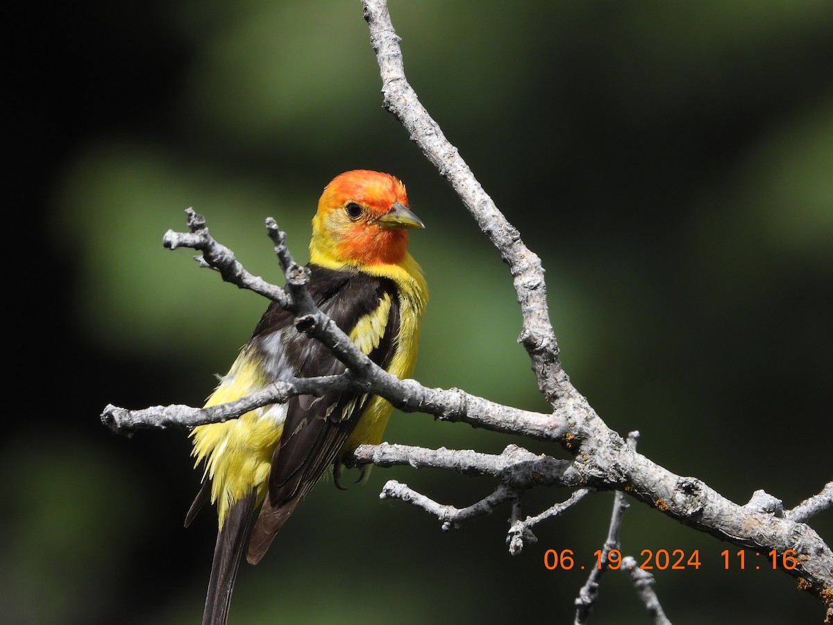 Western Tanager - ML620625565