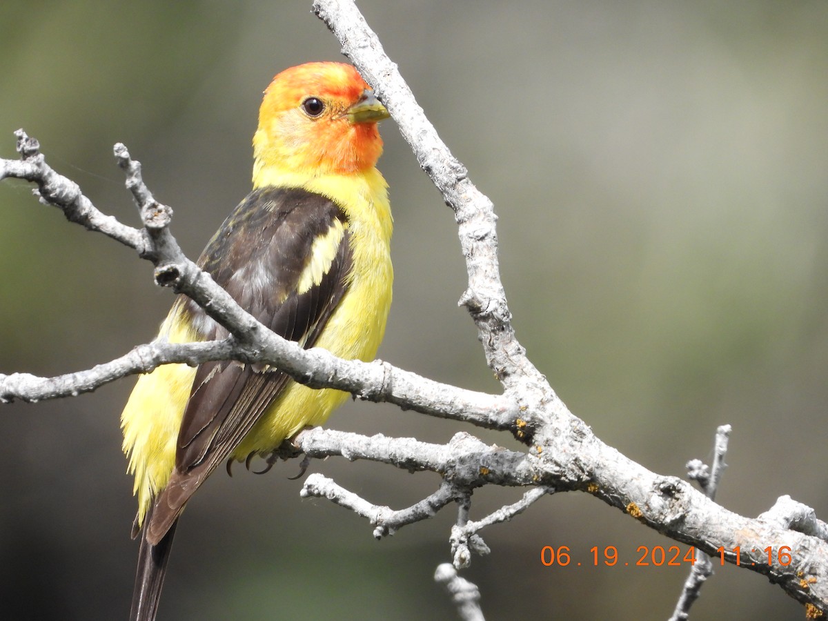 Western Tanager - ML620625566