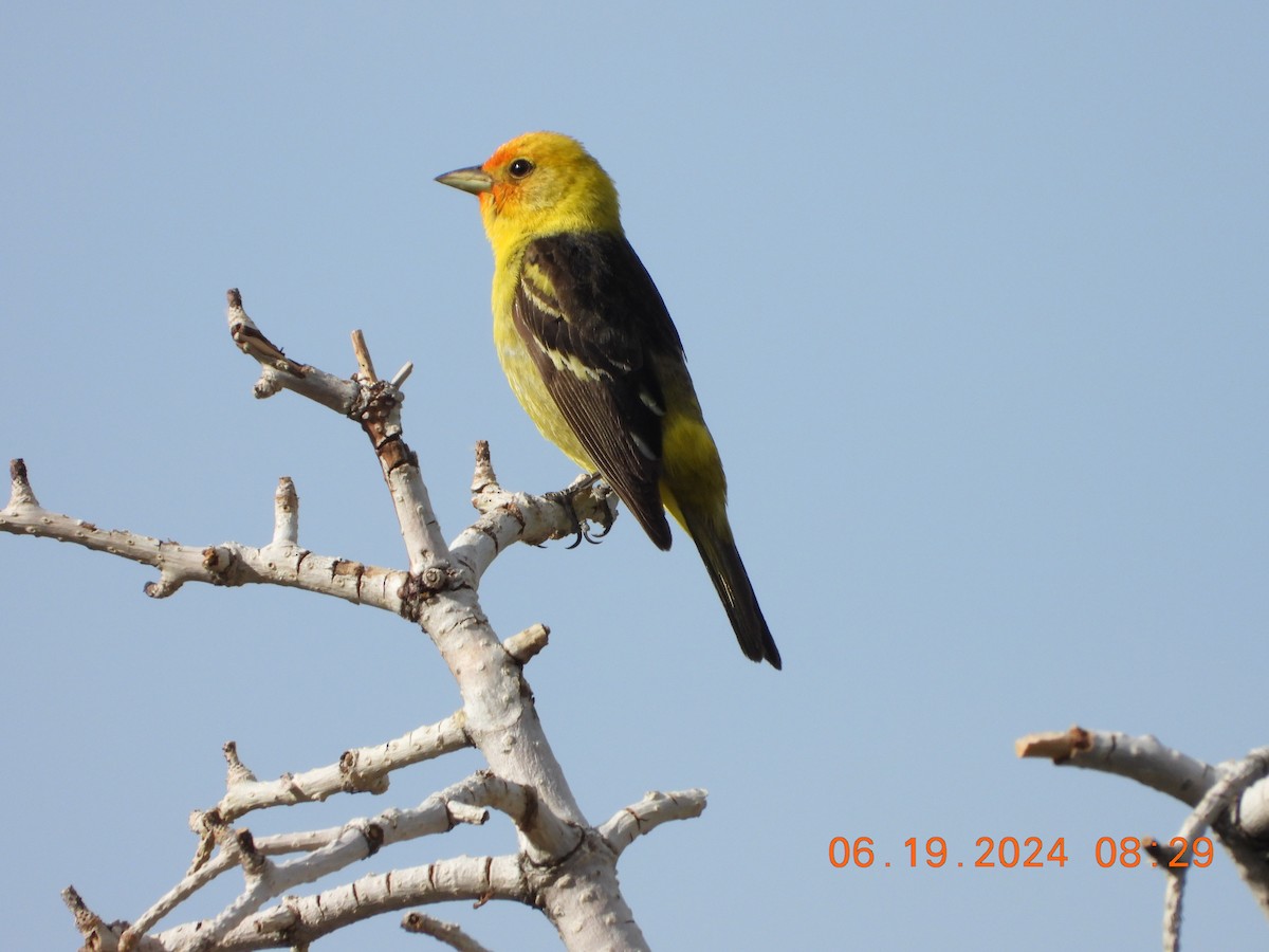 Western Tanager - ML620625567
