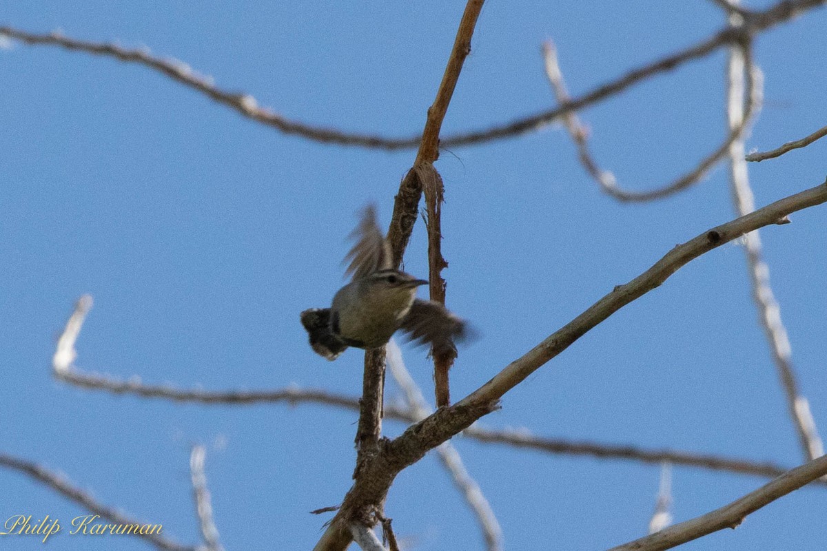 Bewick's Wren - ML620625569