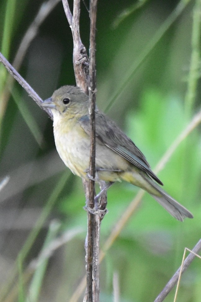 Painted Bunting - ML620625572