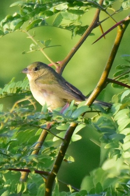 Painted Bunting - ML620625574