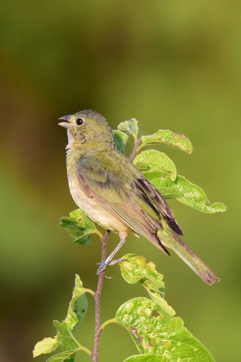 Painted Bunting - ML620625575