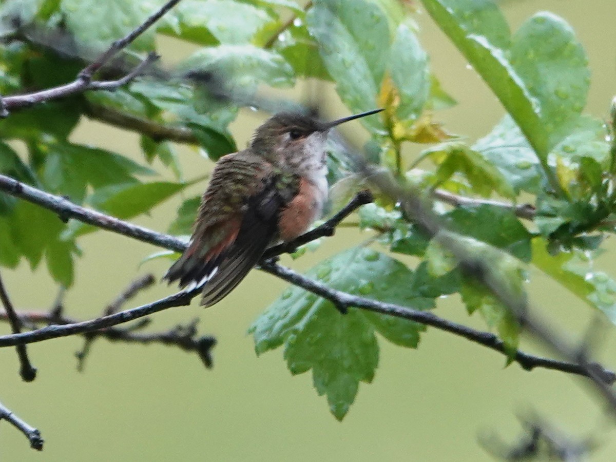 Rufous Hummingbird - ML620625576