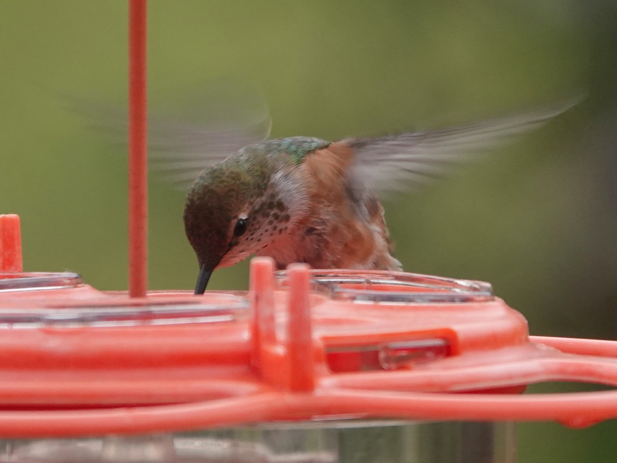 Rufous Hummingbird - ML620625577