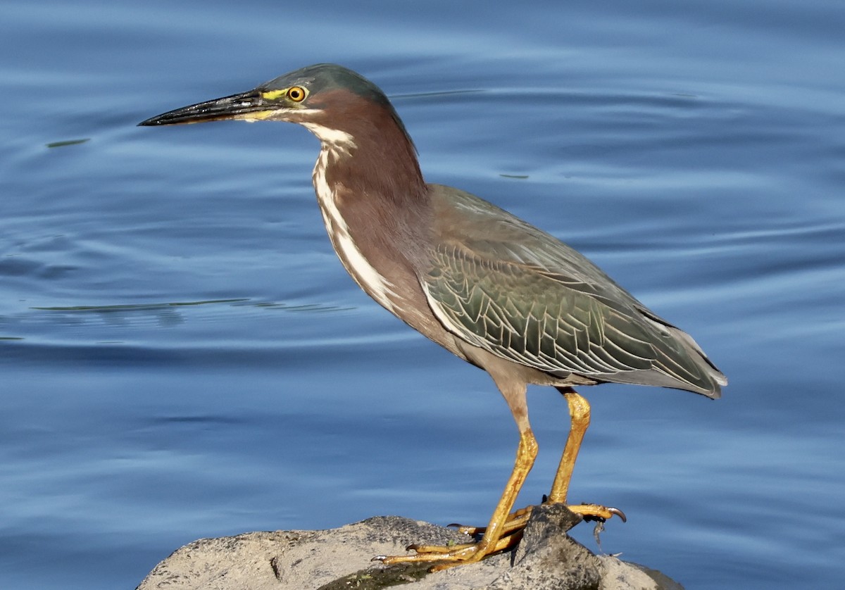 Green Heron - ML620625583