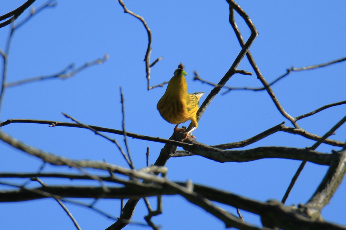 Yellow Warbler - ML620625584