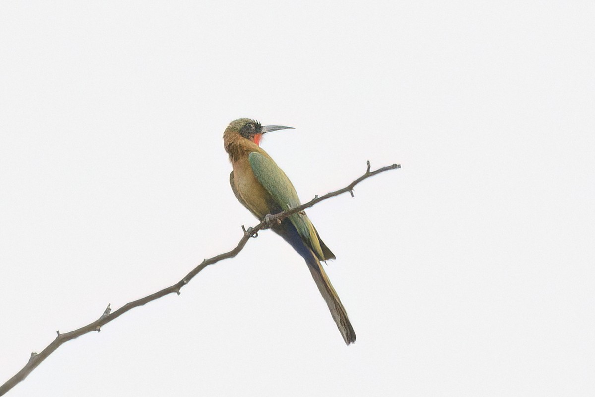 Red-throated Bee-eater - Jeanne Verhulst