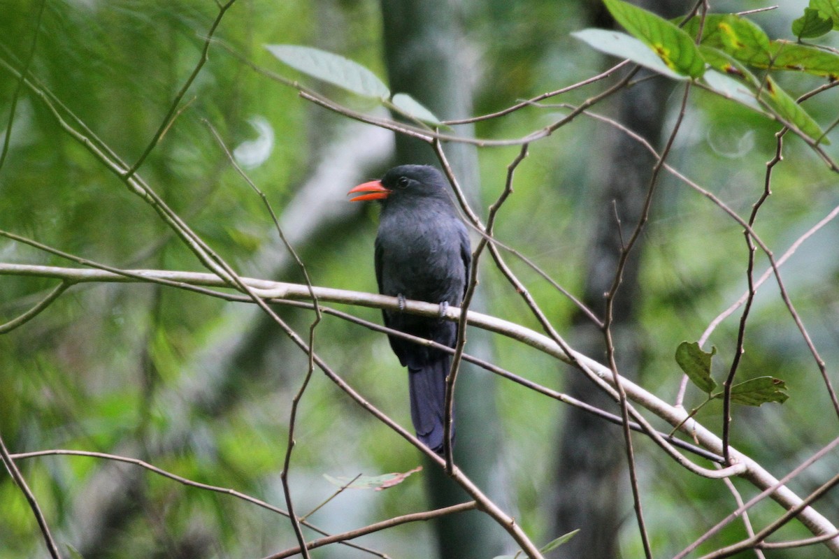 Black-fronted Nunbird - ML620625595