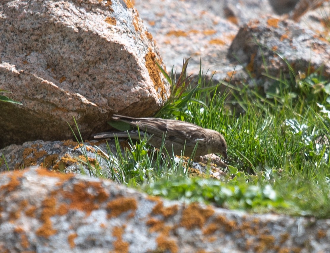 Plain Mountain Finch - ML620625597