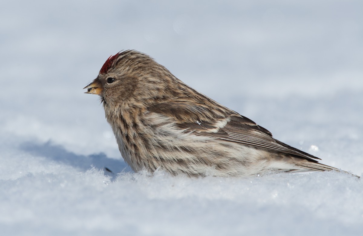 Common Redpoll - ML620625599