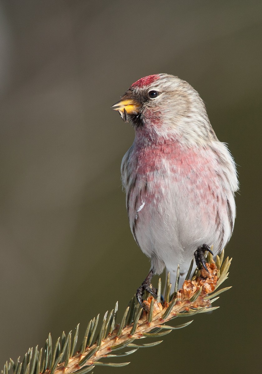 Common Redpoll - Jeffrey Moore