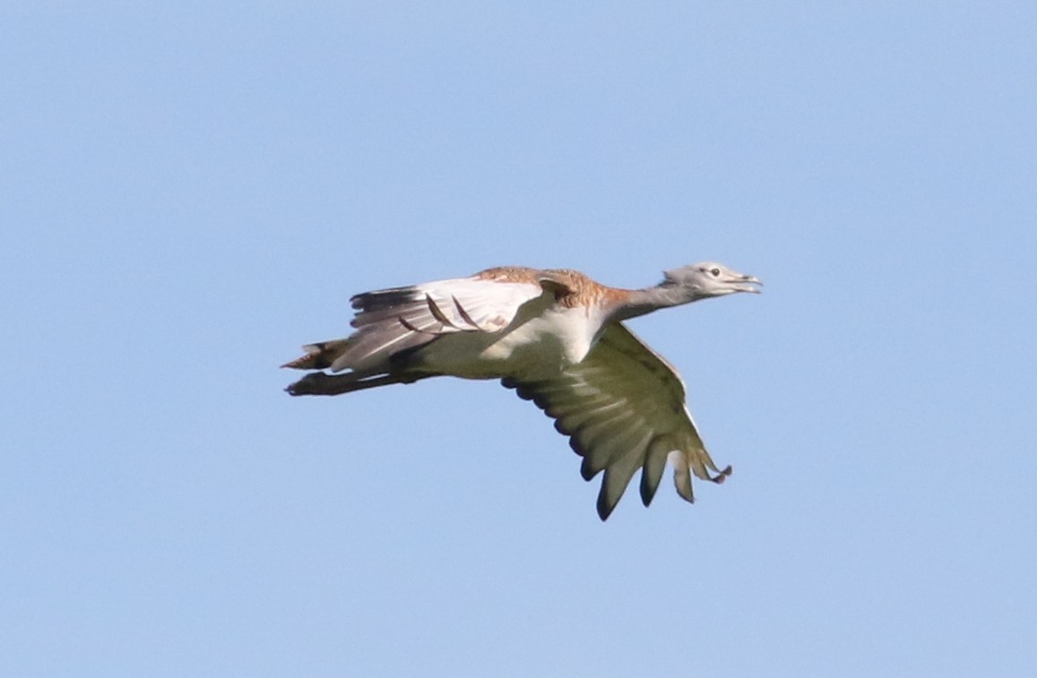 Great Bustard - ML620625601