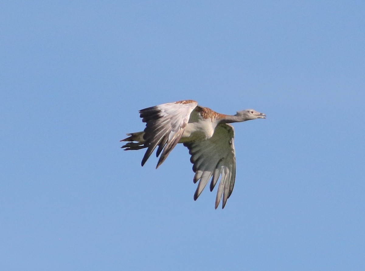 Great Bustard - ML620625602