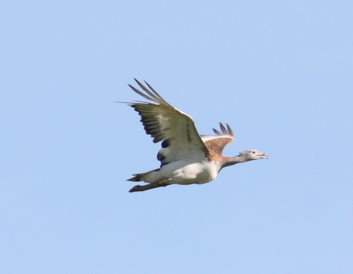 Great Bustard - ML620625603