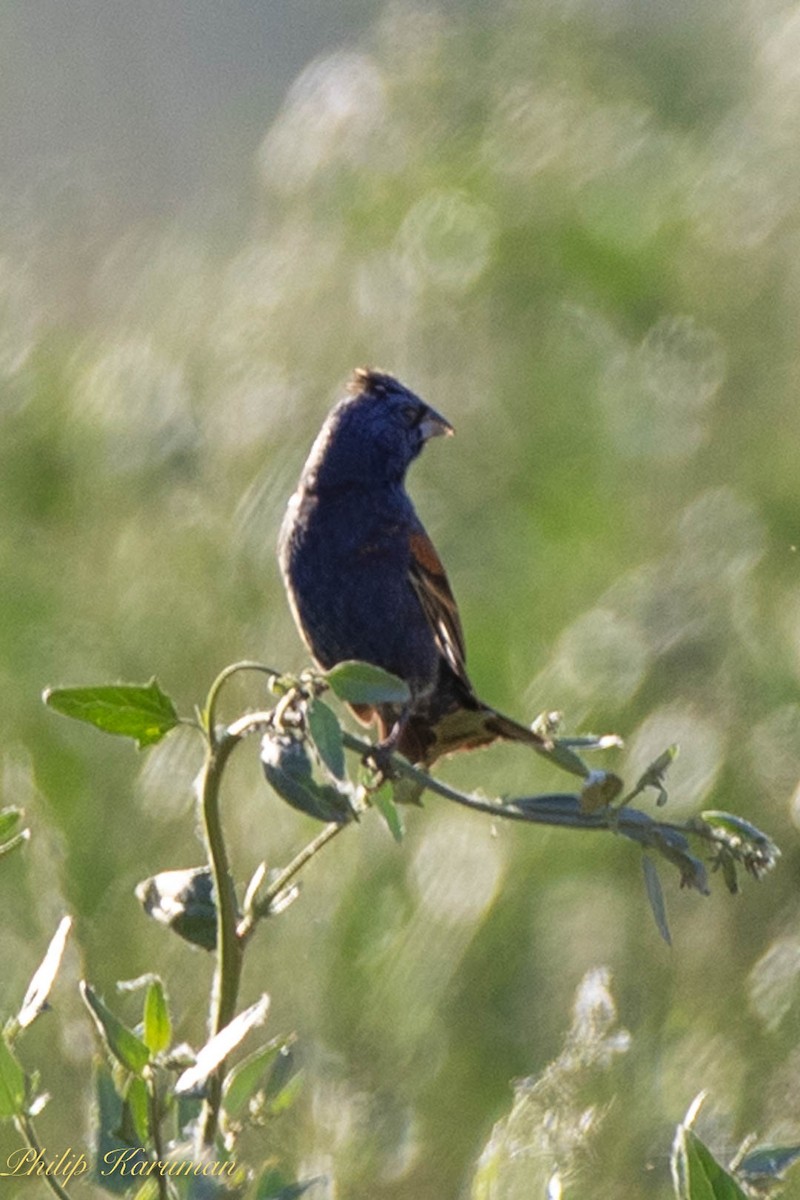 Blue Grosbeak - ML620625605