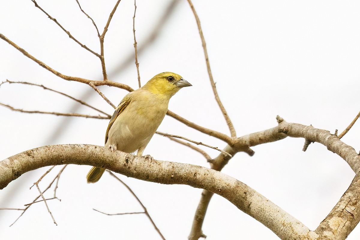 Little Weaver - ML620625607