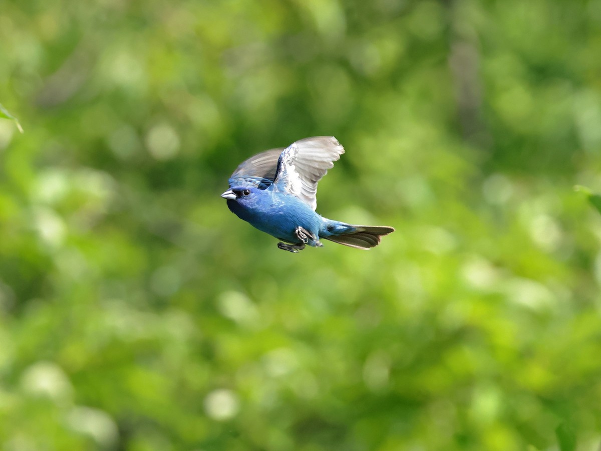 Indigo Bunting - ML620625608