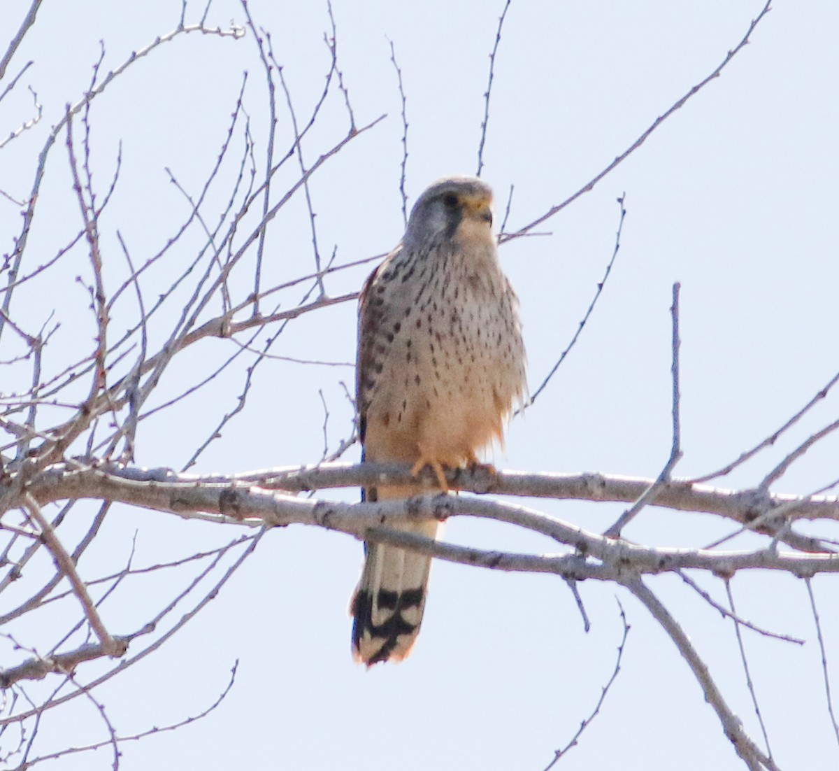 Eurasian Kestrel - ML620625609