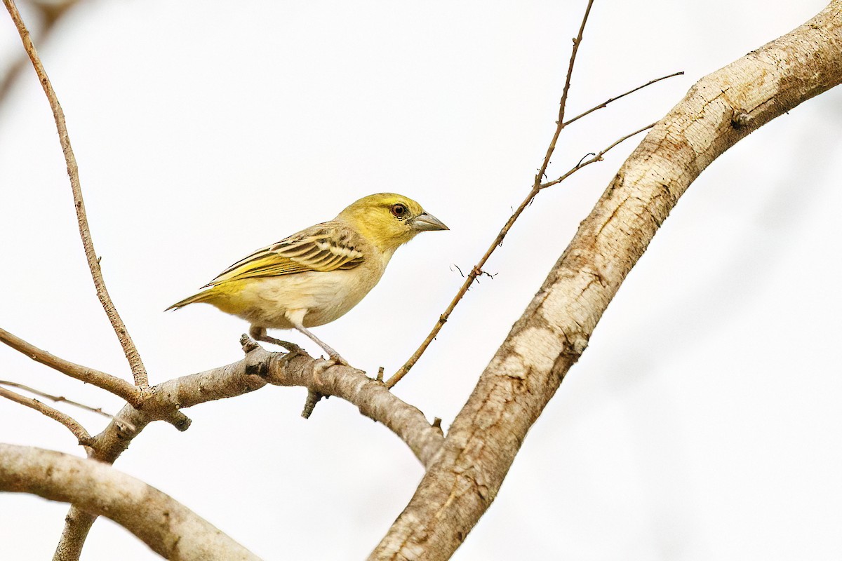 Little Weaver - ML620625610