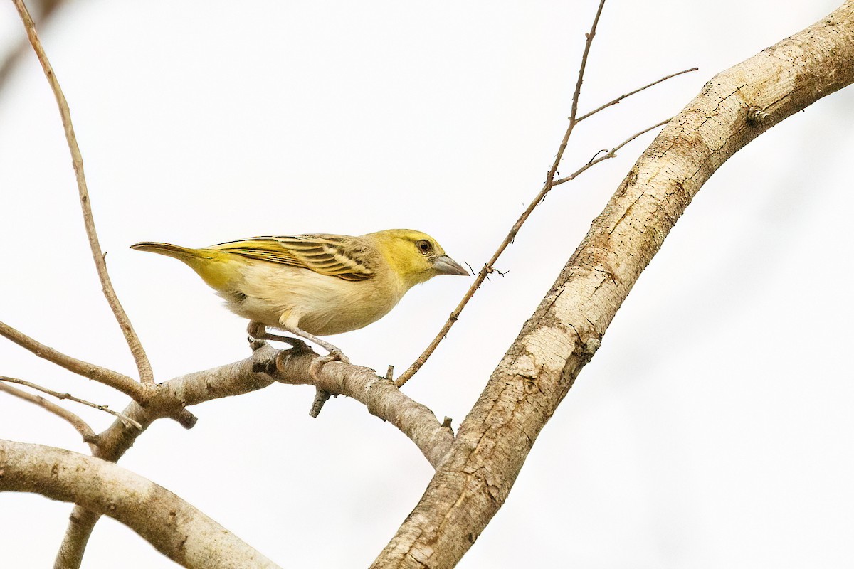 Little Weaver - ML620625613