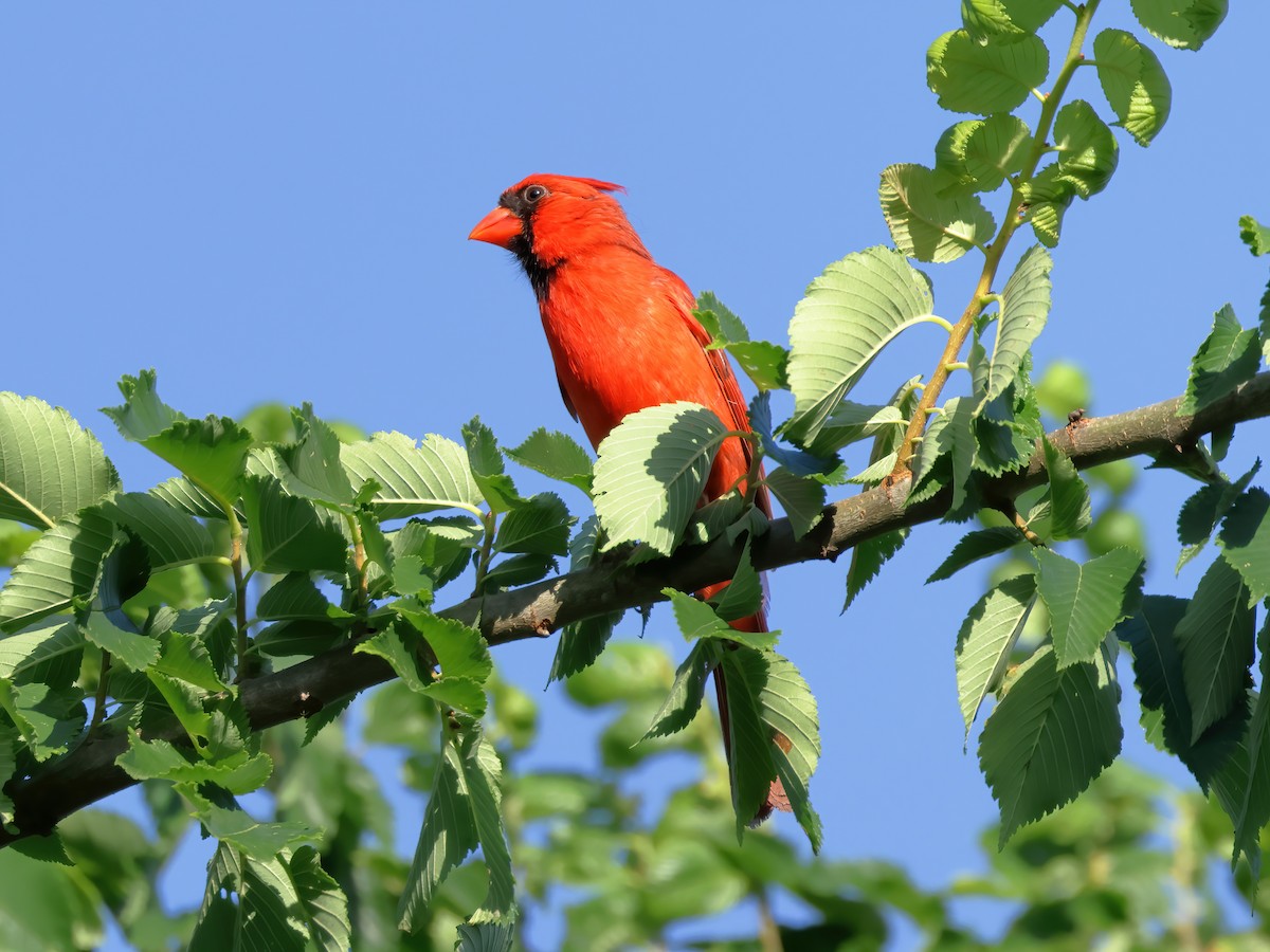 Cardenal Norteño - ML620625615