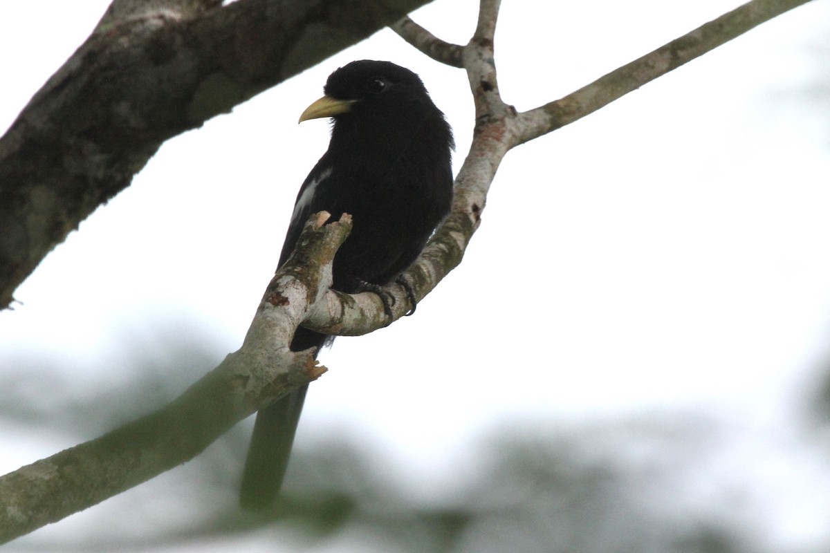 Yellow-billed Nunbird - Luis Carlos García Mejía