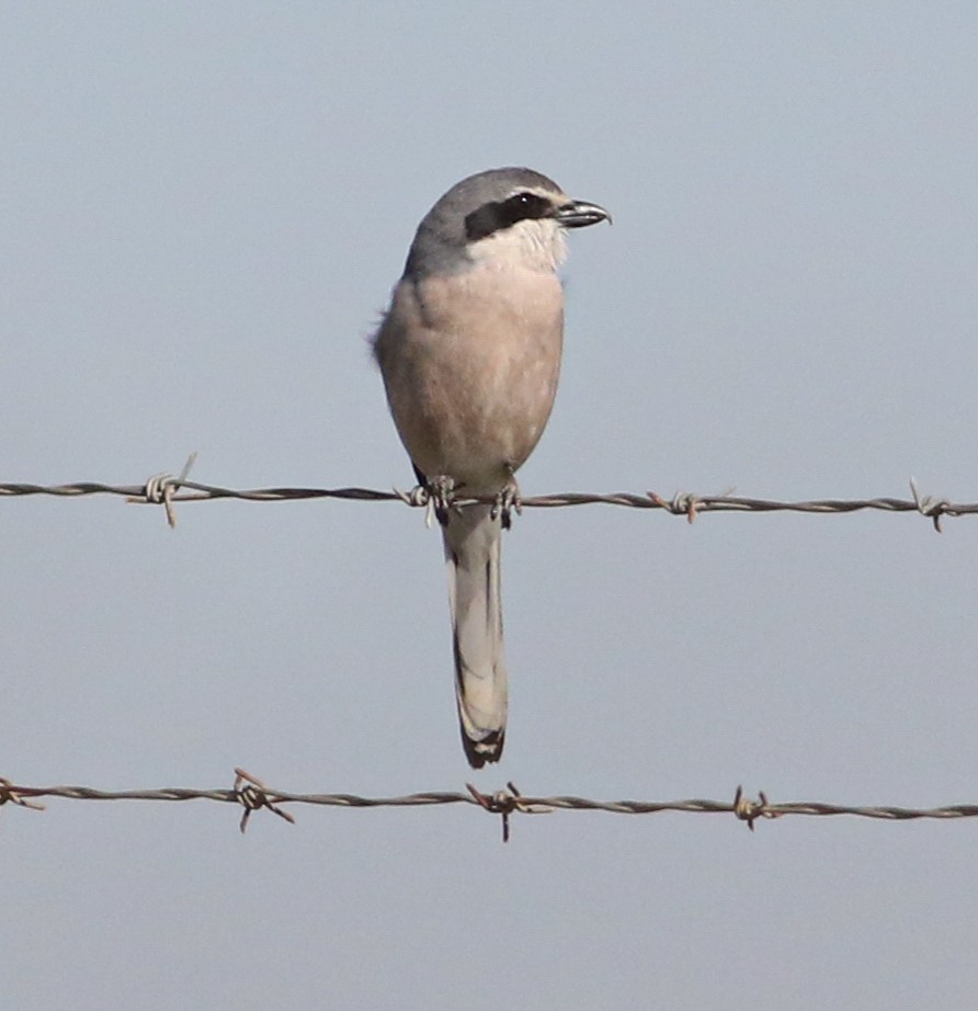 Iberian Gray Shrike - ML620625623