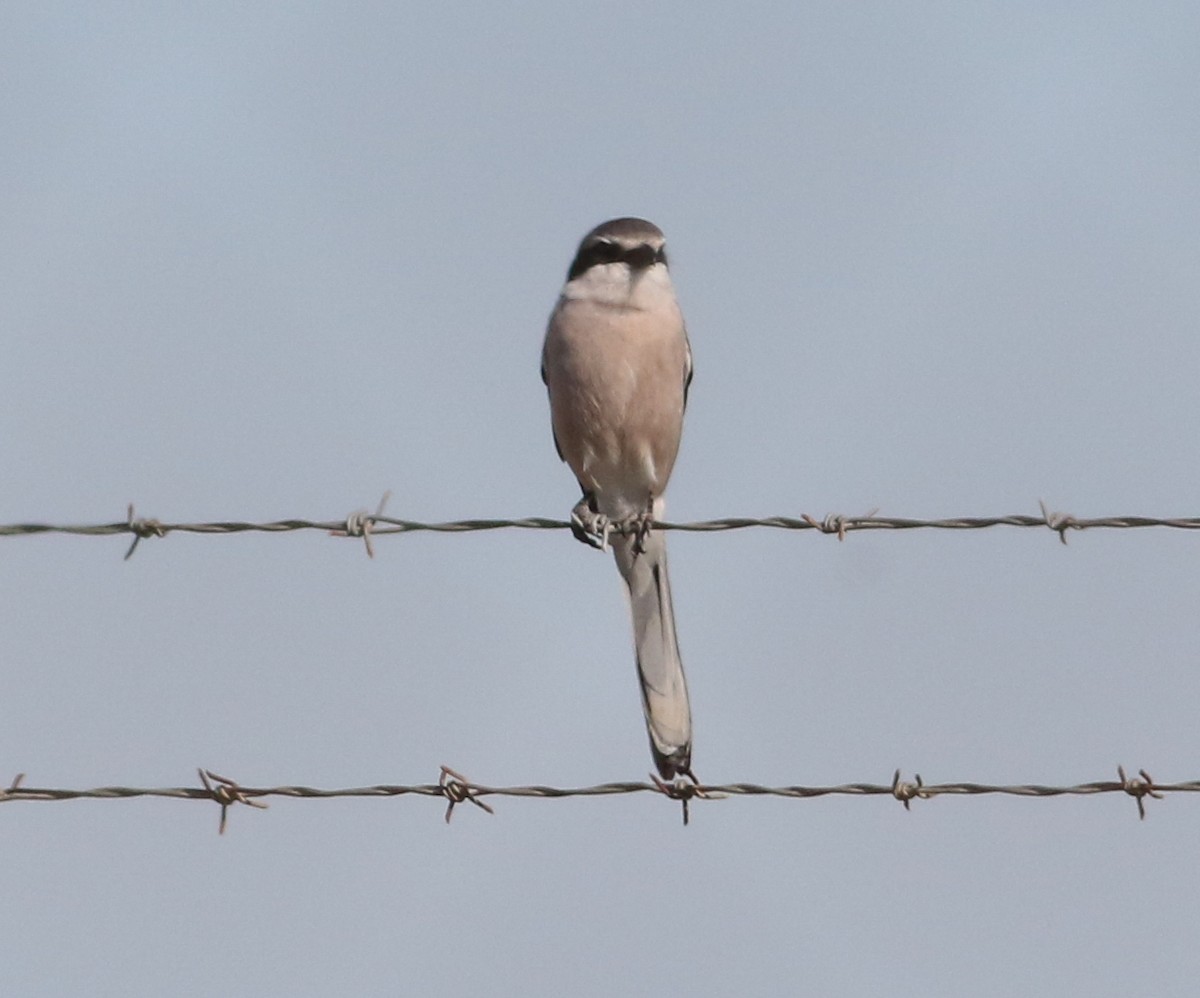 Iberian Gray Shrike - ML620625625