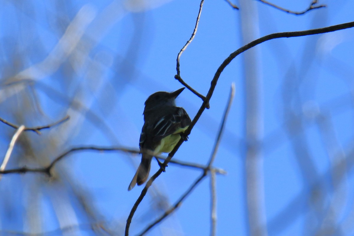 Great Crested Flycatcher - ML620625626