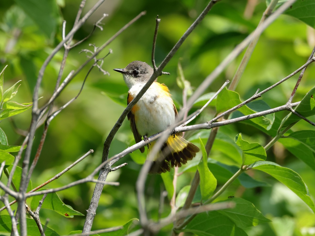 American Redstart - ML620625628