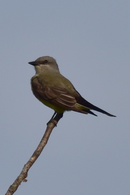 Western Kingbird - ML620625629