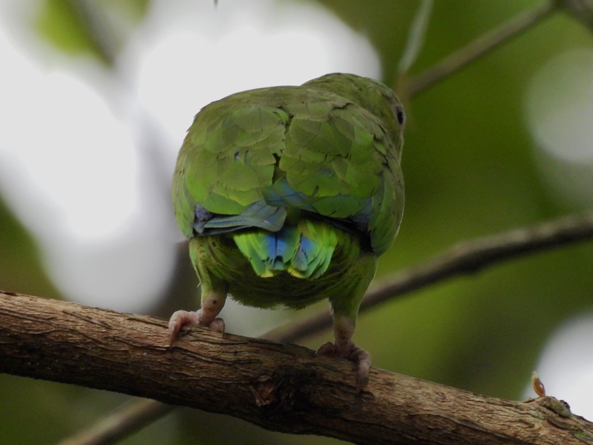 Cobalt-winged Parakeet - Jhon Carlos Andres Rivera Higuera