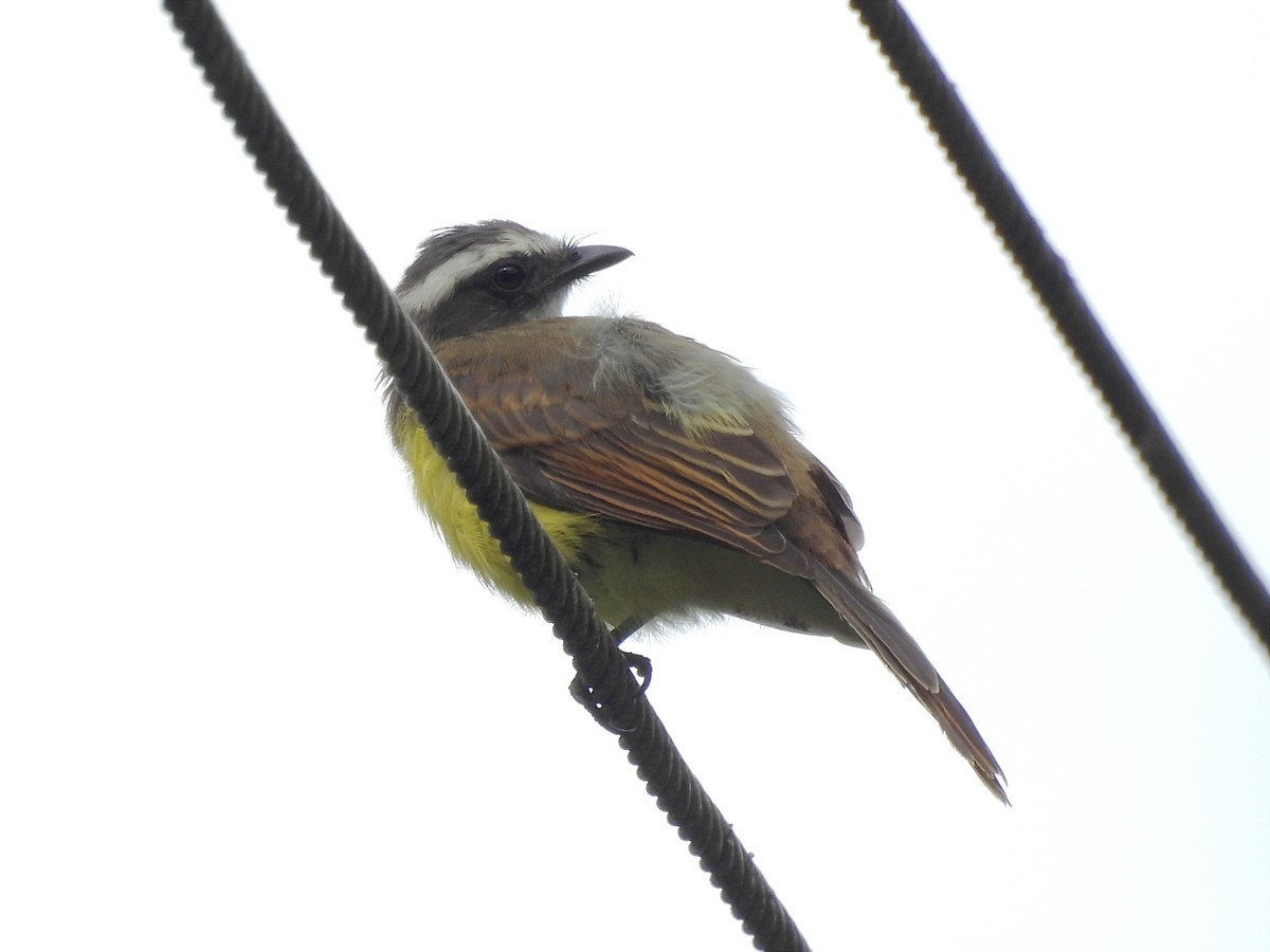 Rusty-margined Flycatcher - Jhon Carlos Andres Rivera Higuera