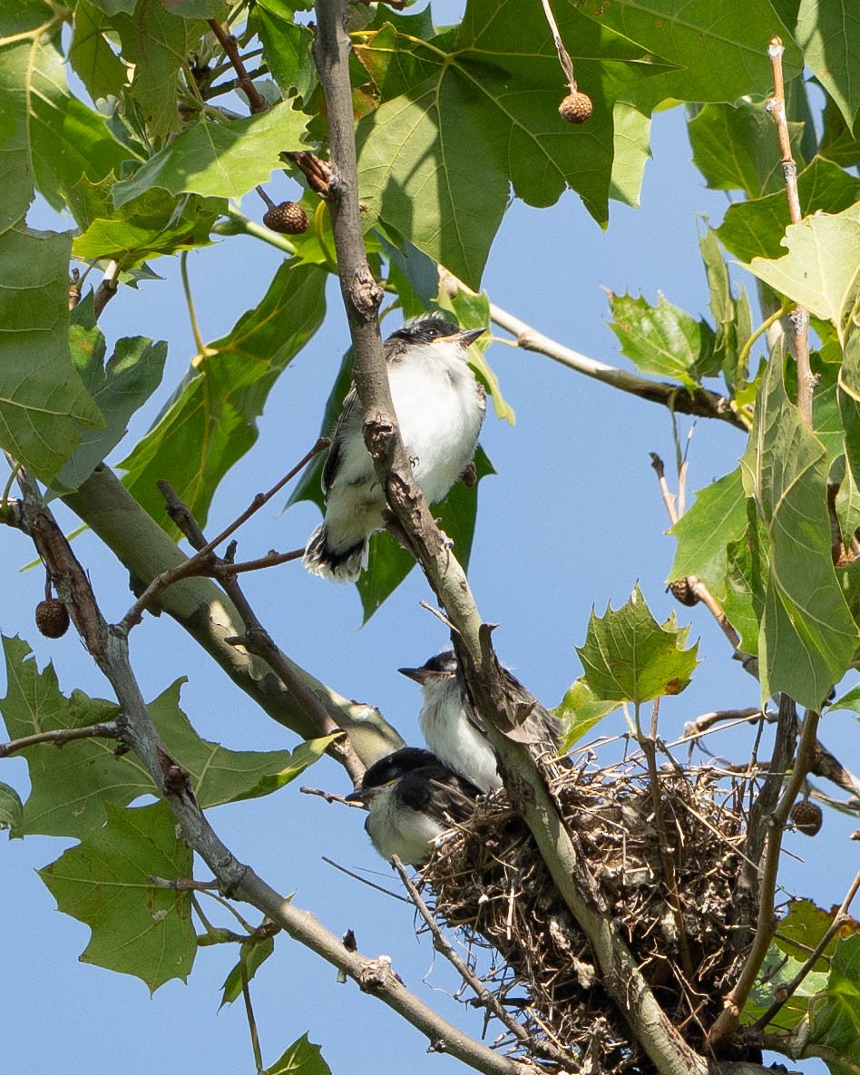 Eastern Kingbird - ML620625645