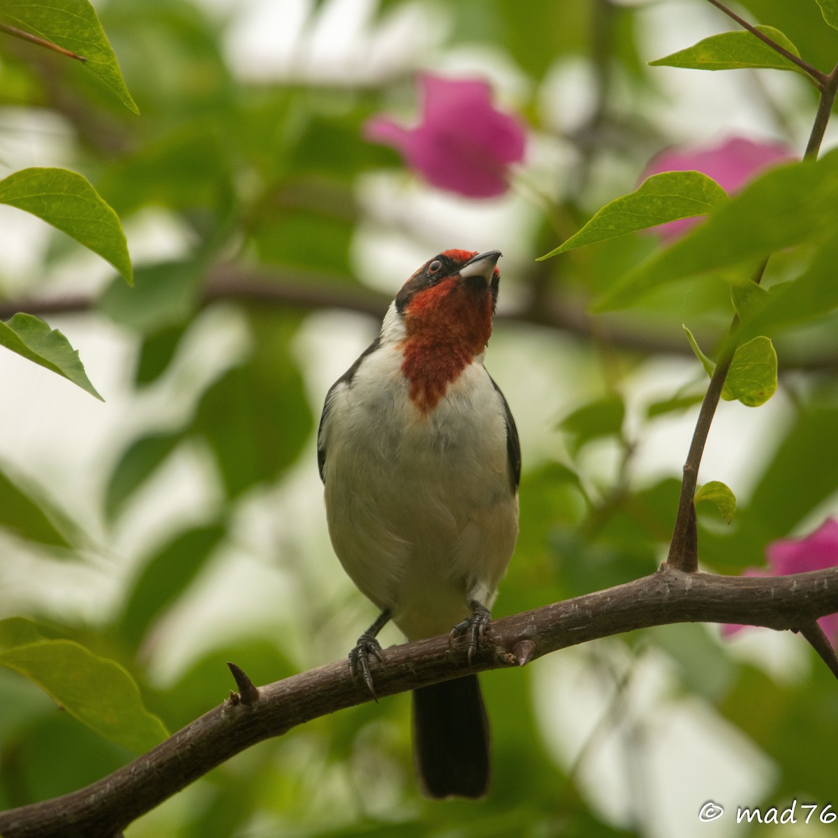 Masked Cardinal - ML620625647