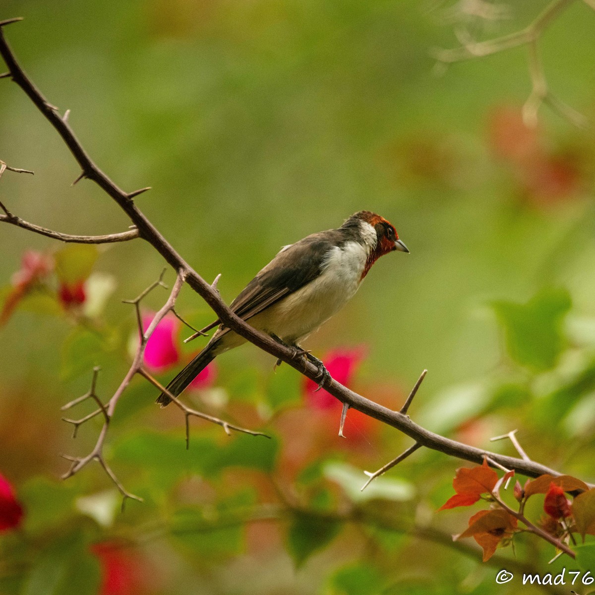 Masked Cardinal - ML620625648