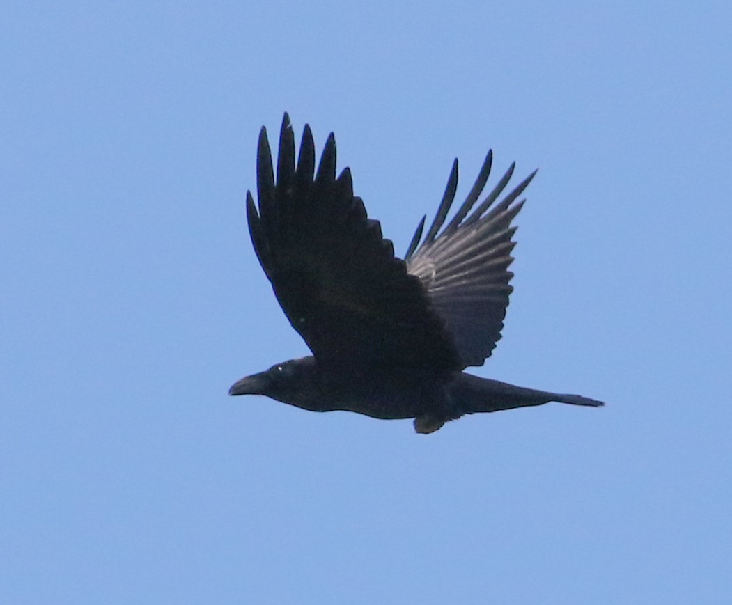 Common Raven - ML620625650