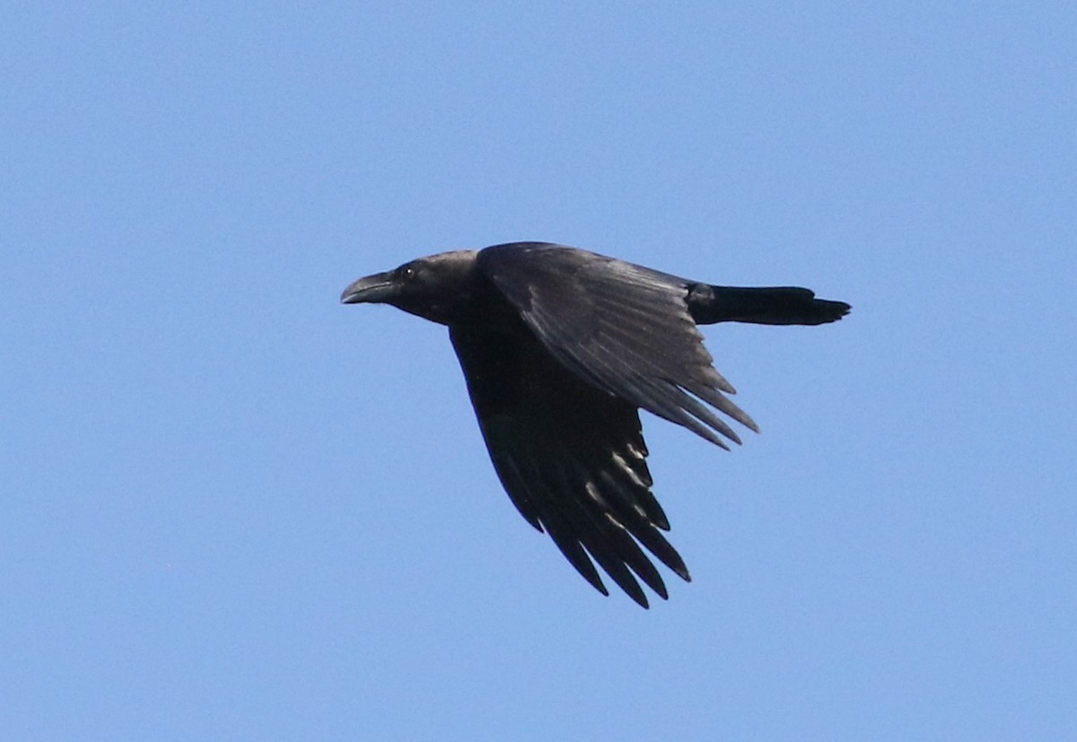 Common Raven - ML620625651