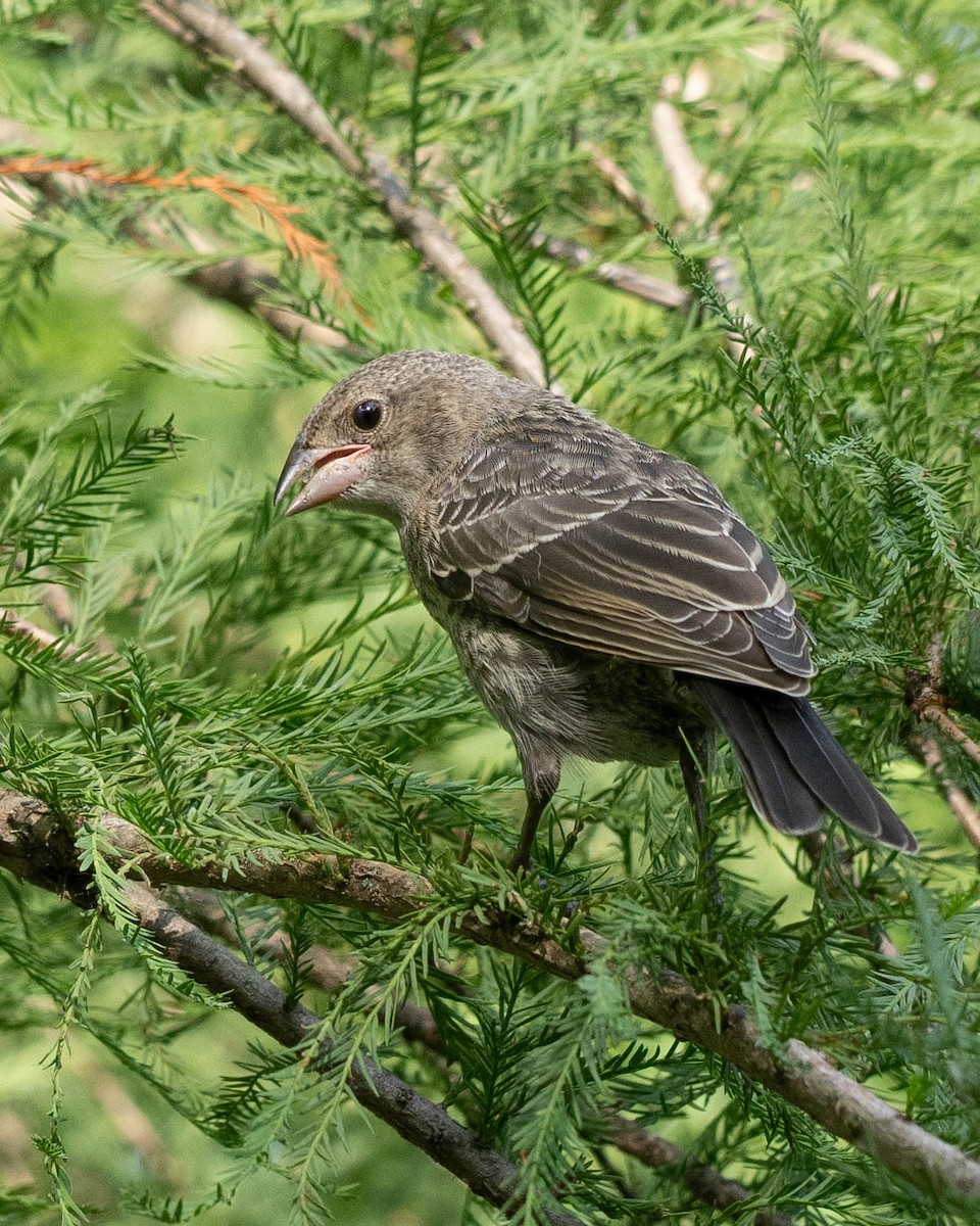 Brown-headed Cowbird - ML620625654