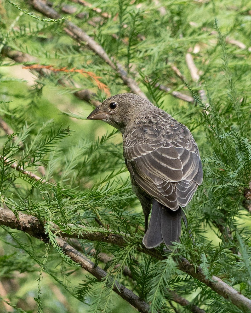 Brown-headed Cowbird - ML620625655