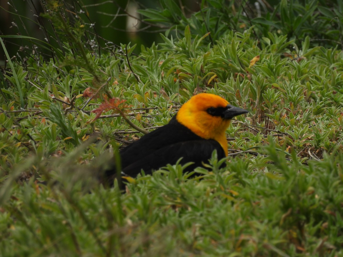 Yellow-headed Blackbird - ML620625657