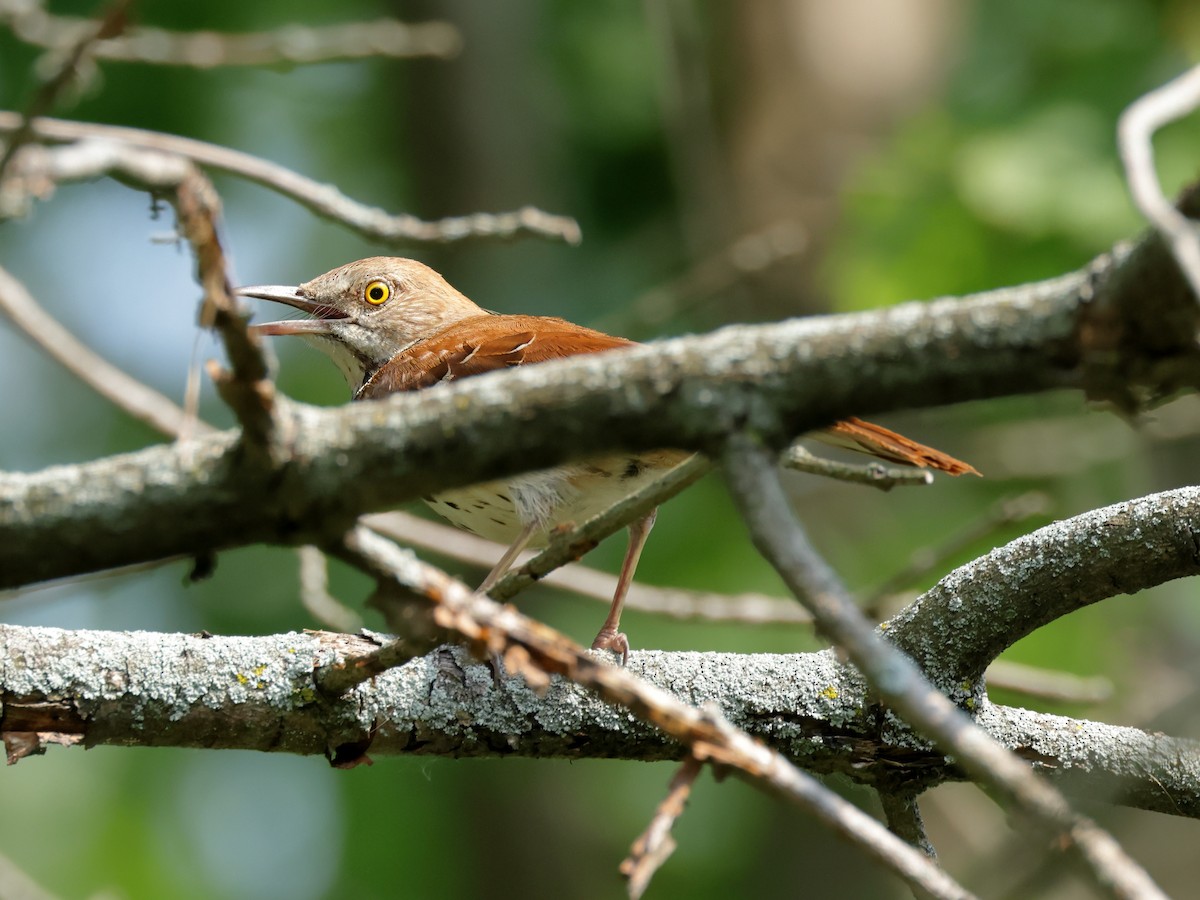 Brown Thrasher - ML620625659