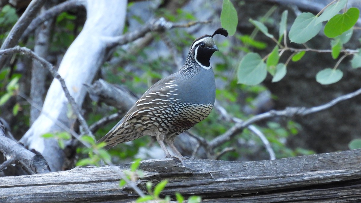 California Quail - ML620625662